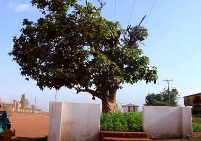 Historic Okomfo Anokye Cola Tree Grows Anew Adomonline