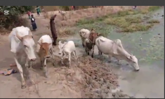 Gulumpe residents forced to share water with livestock