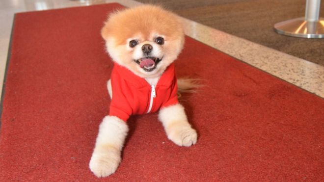 Boo the Pomeranian