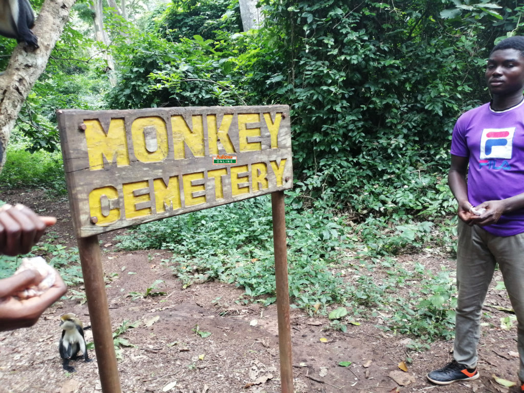 monkey santuary