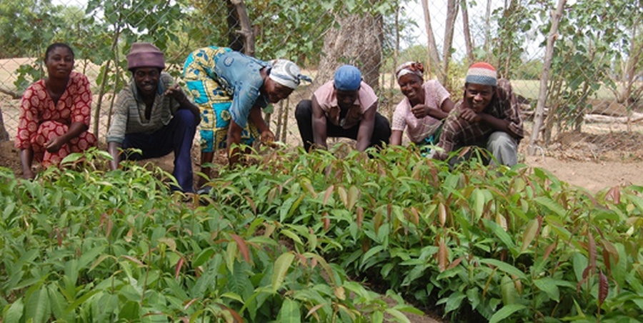 Ghana to celebrate 40th National Farmers' Day with focus on climate ...