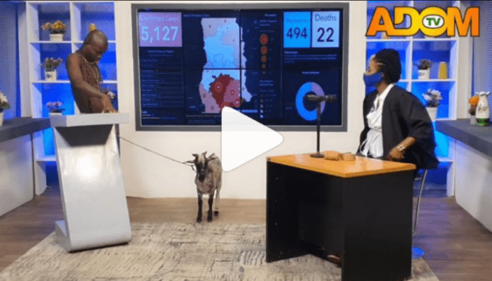 AY Poloo brings a goat live on Adom TV's Badwam Ahosepe show with Sister Sandy