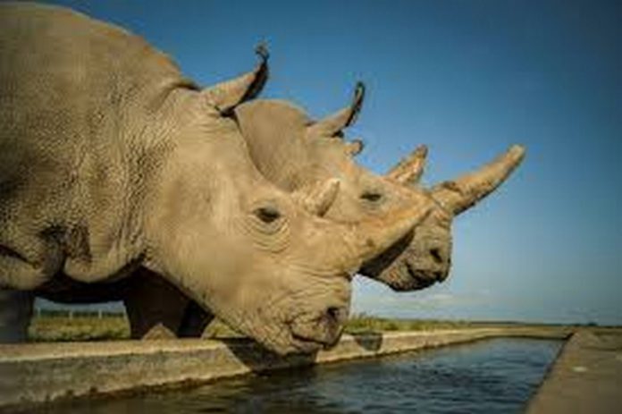 white rhinos