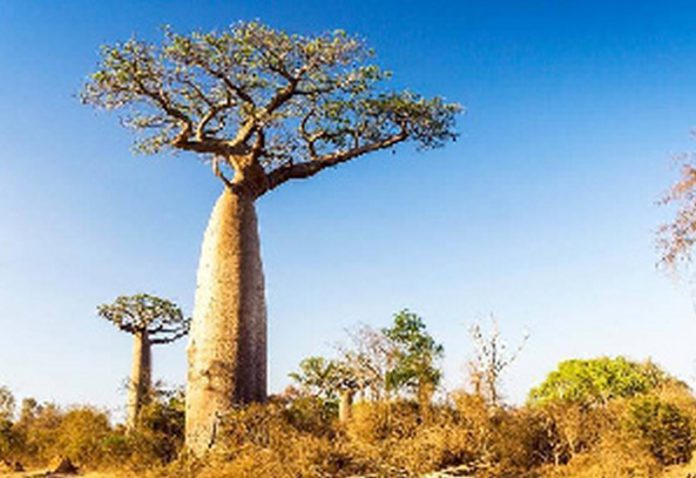 The Baobab tree