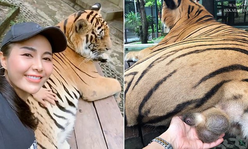 Tourist Grabs A Tiger S Testicles As She Poses For A Photo Hypercitigh