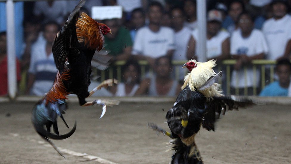 Police Officer Killed By Rooster While Breaking Up Cockfight Photo 