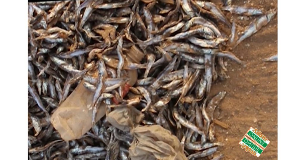 Popular fish prepared on 'refuse dump' and swept like garbage [Videos ...