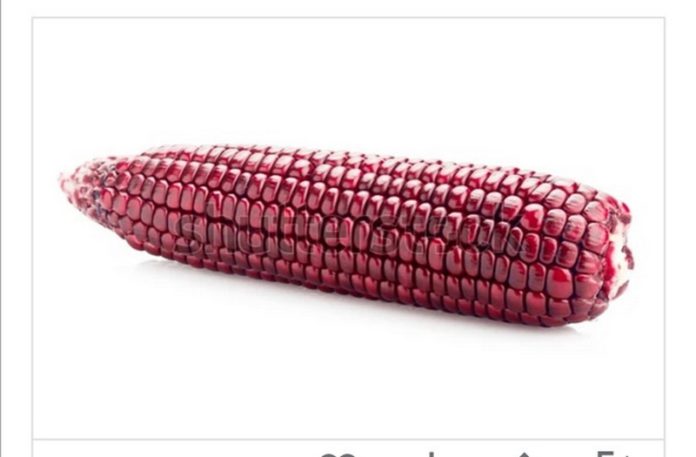 'Abele Azani', the red maize