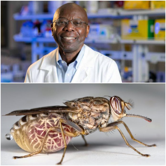 Ghanaian professor awarded $3.3 million grant to research into ‘sleeping sickness’