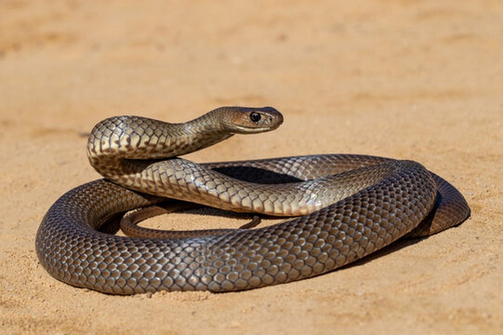 Pilot Makes Emergency Landing After Finding Lethal Cobra Onboard Flight