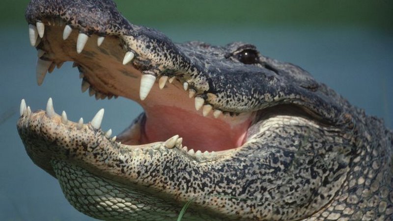 Human Remains Found Inside Alligator Believed To Have Mauled Man To Death