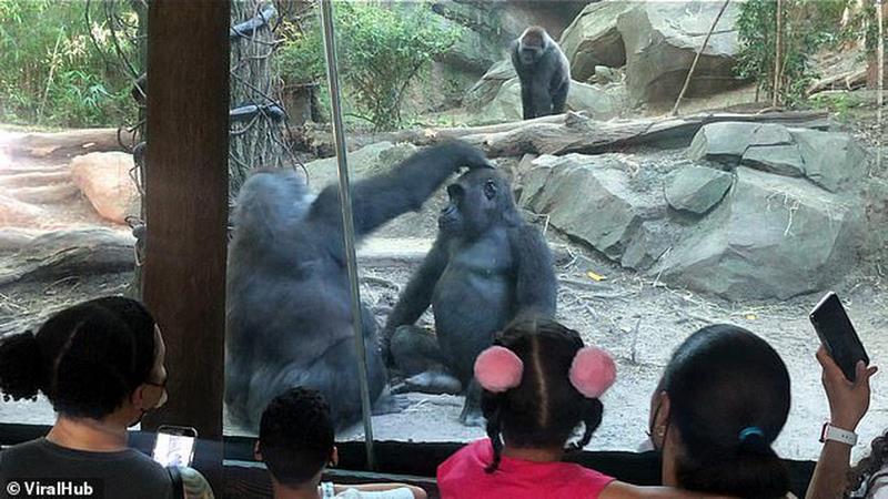 Gorilla Tweets NSFW Photo of Receiving Oral