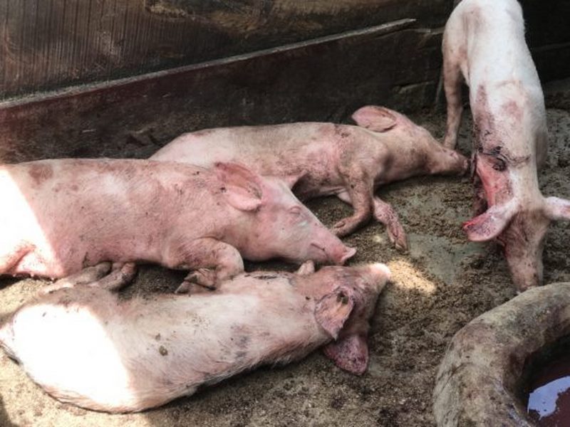 african-swine-fever-kills-over-2-000-pigs-at-ejura-photos