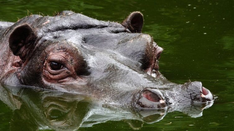 Two hippos test positive for COVID-19 - Adomonline.com