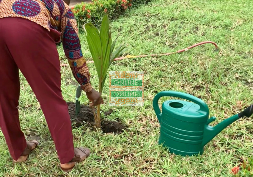 Green Ghana Project Ghanaians Urged To Plant More Trees