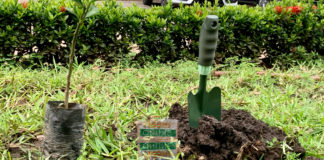 Green Ghana Project: 20 million trees source: Dennis Adu