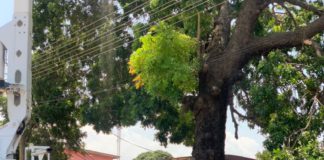 One killed after death trap tree falls on road at Bubuashie