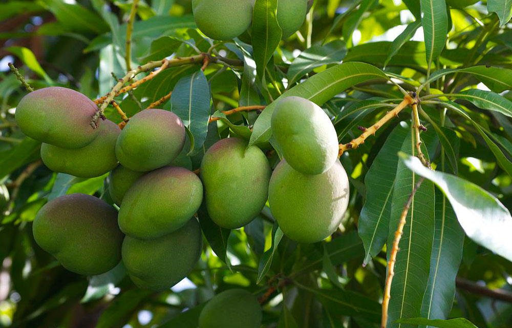 Ghana's mango export grows 28% to hit $64.6m in 2021 - Adomonline.com