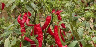 CSIR-CRI scales up engagement with stakeholders on pepper varieties