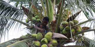 The 13-year-old boy who survives on coconut