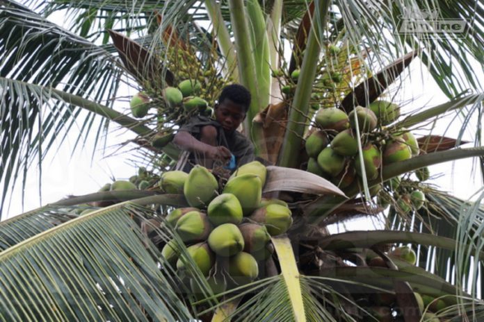 The 13-year-old boy who survives on coconut