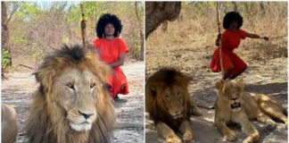 Lady takes pictures with lions at Safari Senegal. Photo Source: @jenni_frank