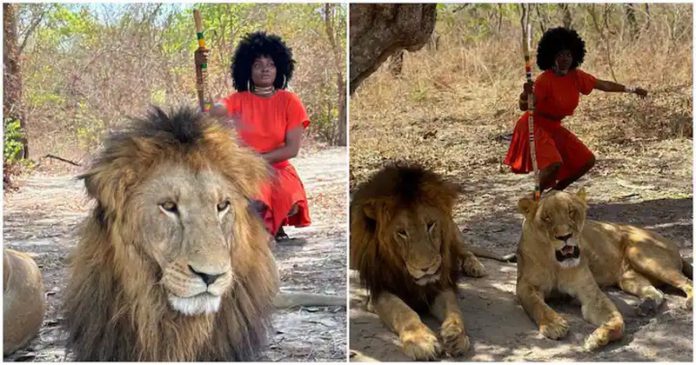 Lady takes pictures with lions at Safari Senegal. Photo Source: @jenni_frank