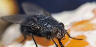 Black flies transmit diseases when they drink our blood. Image: Shutterstock