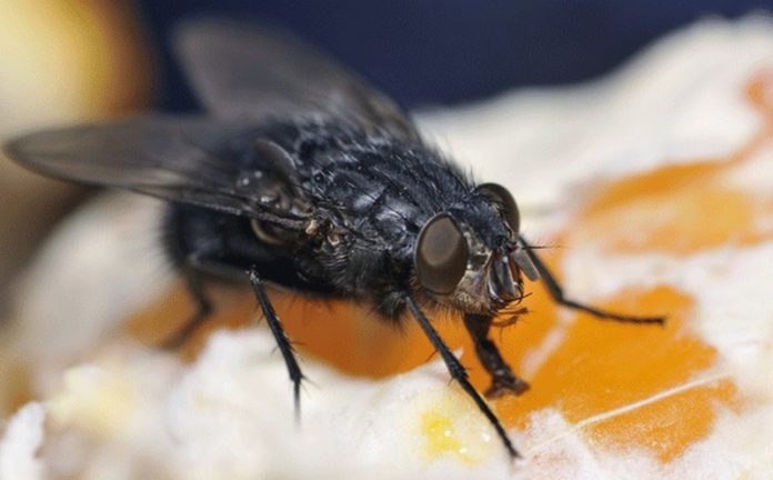 Black flies transmit diseases when they drink our blood. Image: Shutterstock