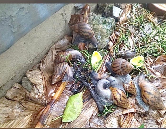 Snails feed on leaves, vegetables and fruits