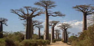 Scientists solve mystery of ancient 'tree of life'