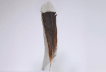 Webb’s | The single feather was from the now extinct New Zealand huia bird