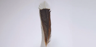 Webb’s | The single feather was from the now extinct New Zealand huia bird