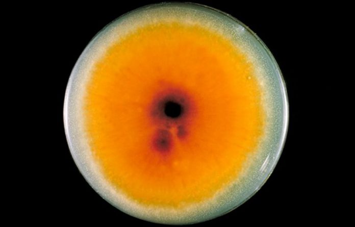 A plate culture containing the fungus Trichophyton mentagrophytes.Smith Collection / Getty Images