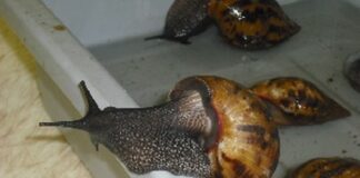 The African giant snail is considered invasive in the US and other Western countries