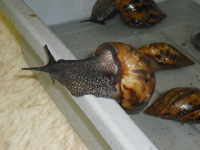 The African giant snail is considered invasive in the US and other Western countries