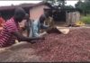 cocoa farmers