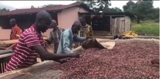 cocoa farmers