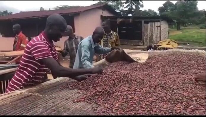 cocoa farmers