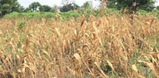 Farmers face devastating losses as drought threatens crops and livelihoods