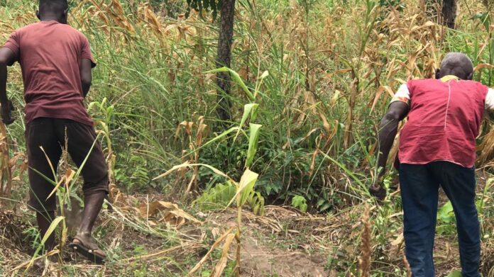 Farmers face devastating losses as drought threatens crops and livelihoods i oti region