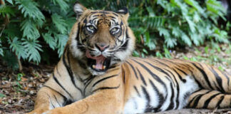 Handler attacked by tiger at Australian theme park