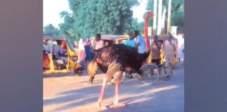 People were filmed gathering to watch an ostrich that had escaped from the zoo, but has been recaptured