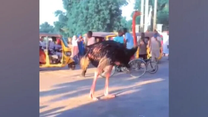 People were filmed gathering to watch an ostrich that had escaped from the zoo, but has been recaptured