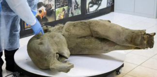 Reuters The harsh cold of Siberia has preserved the baby mammoth's remains almost perfectly