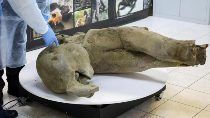 Reuters The harsh cold of Siberia has preserved the baby mammoth's remains almost perfectly